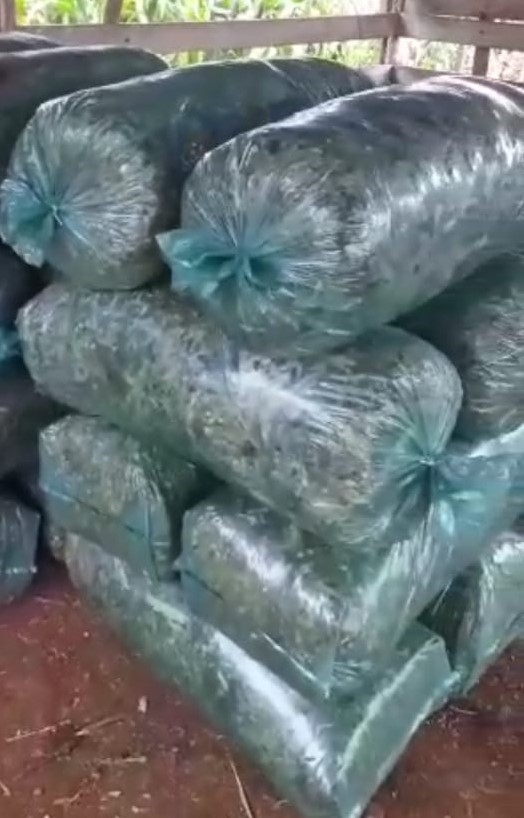 Sacos  pra Silagem